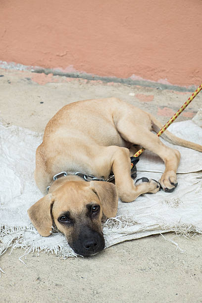 istock Homeless dog lying on the ground 484381960