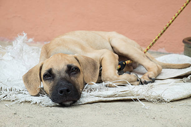 istock Homeless dog lying on the ground 484381970