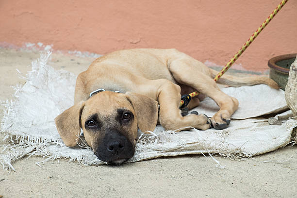 istock Homeless dog lying on the ground 484381980