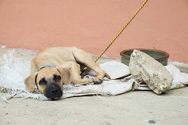 istock Homeless dog lying on the ground 484382016