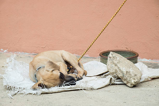 istock Homeless dog lying on the ground 484382018