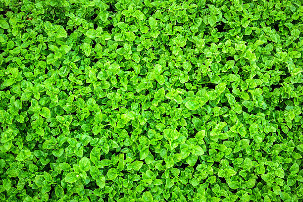 istock Top view of seedling green plants background 484382490
