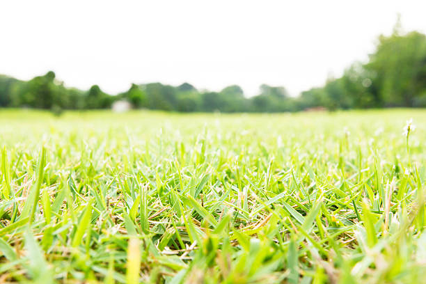 istock Grass close up on the big green meadow. 484382576