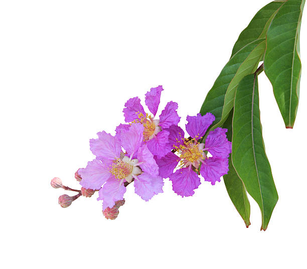 Purple crape myrtle flower isolated on white stock photo