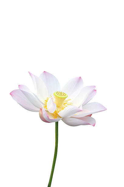 fiore di loto isolato su sfondo bianco - lotus single flower water lily water foto e immagini stock