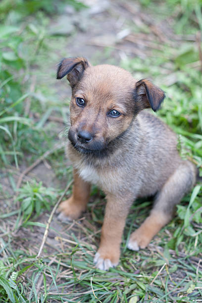 istock Young Animal portrait. 484385238