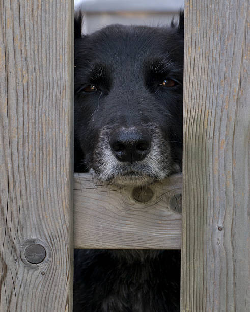 istock Sad elderly dog peering out between fence posts 484385720