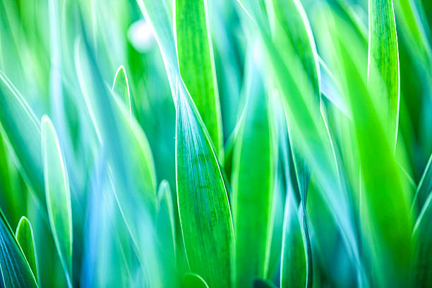 istock Abstract beautiful gentle spring flower background.  Closeup with soft focus 484386288