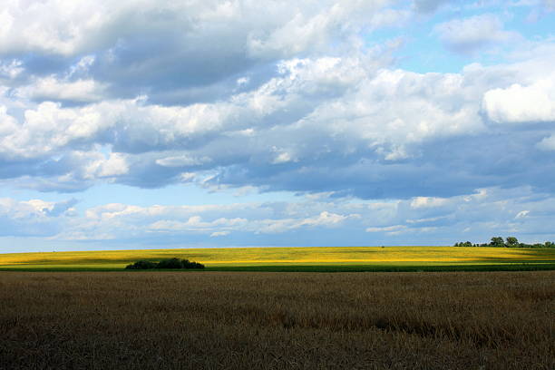 istock summer landscape, village wheat field at sunset 484386394