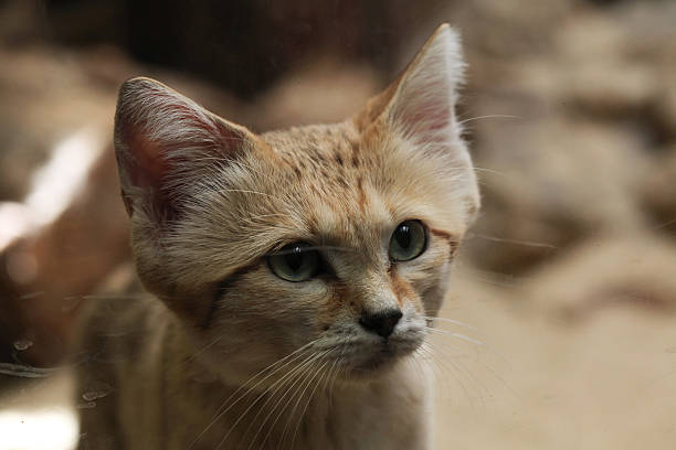 gatto delle sabbie (felis margarita). - deserto del karakum immagine foto e immagini stock
