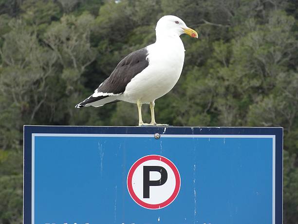 Close up of seagull perching on Parking sign. Close up of black backed seagull resting on parking sign, Coromandel, New Zealand. kelp gull stock pictures, royalty-free photos & images