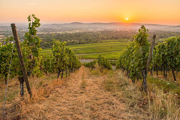 istock Sunrise with grapes in a vineyard 484390692
