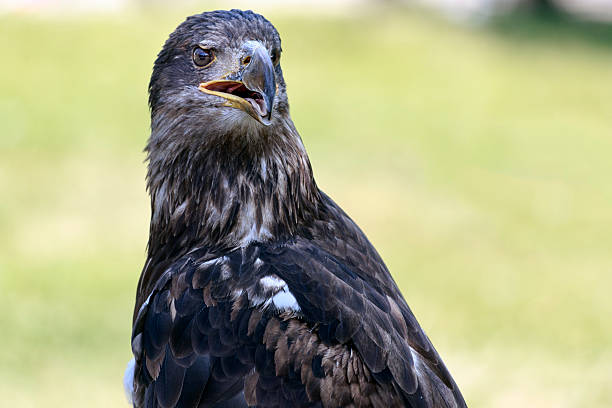 istock Bird of Prey 484390850