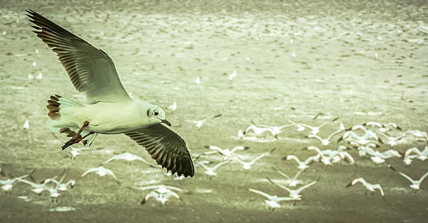 Gulls 플라잉 스톡 사진