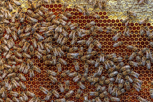 istock Close up of a healthy honey bee frame covered 484392928