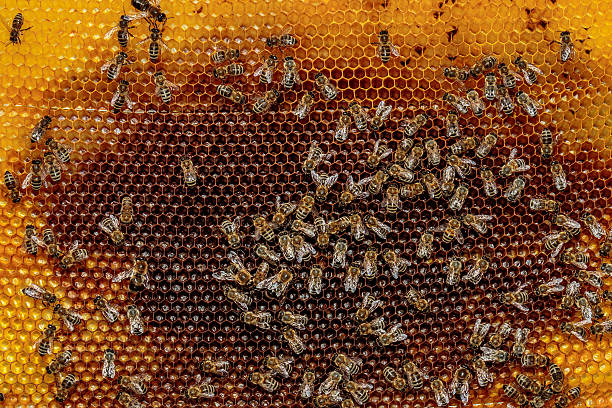 monture miel abeille dans un hive avec colony effondrement désordre - colony collapse disorder photos et images de collection