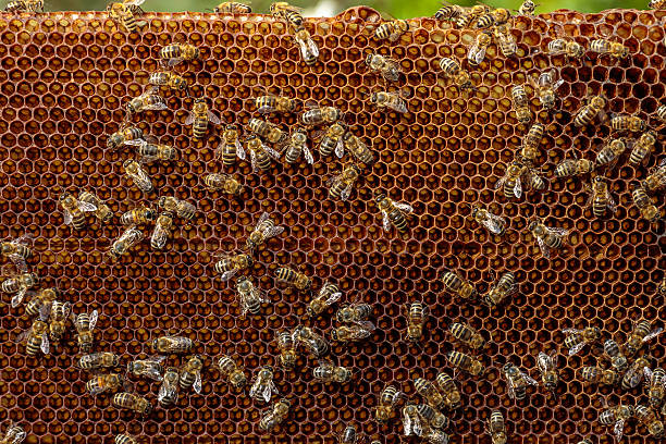 monture miel abeille dans un hive avec colony effondrement désordre - colony collapse disorder photos et images de collection