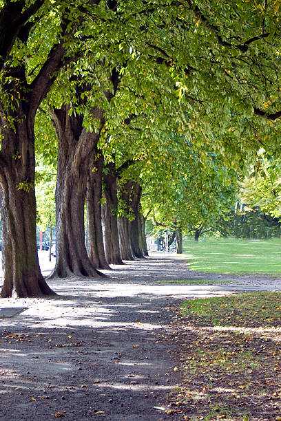 kastanienallee - sandweg fotografías e imágenes de stock