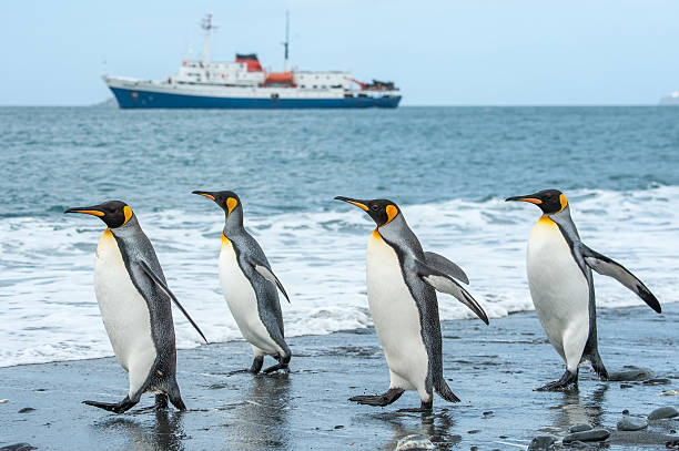 vier king-pinguine zu fuß an einem sandstrand - penguin colony nobody horizontal stock-fotos und bilder
