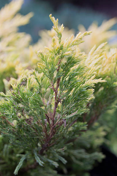 Juniper - Lime Glow Juniper - Lime Glow juniperus horizontalis stock pictures, royalty-free photos & images