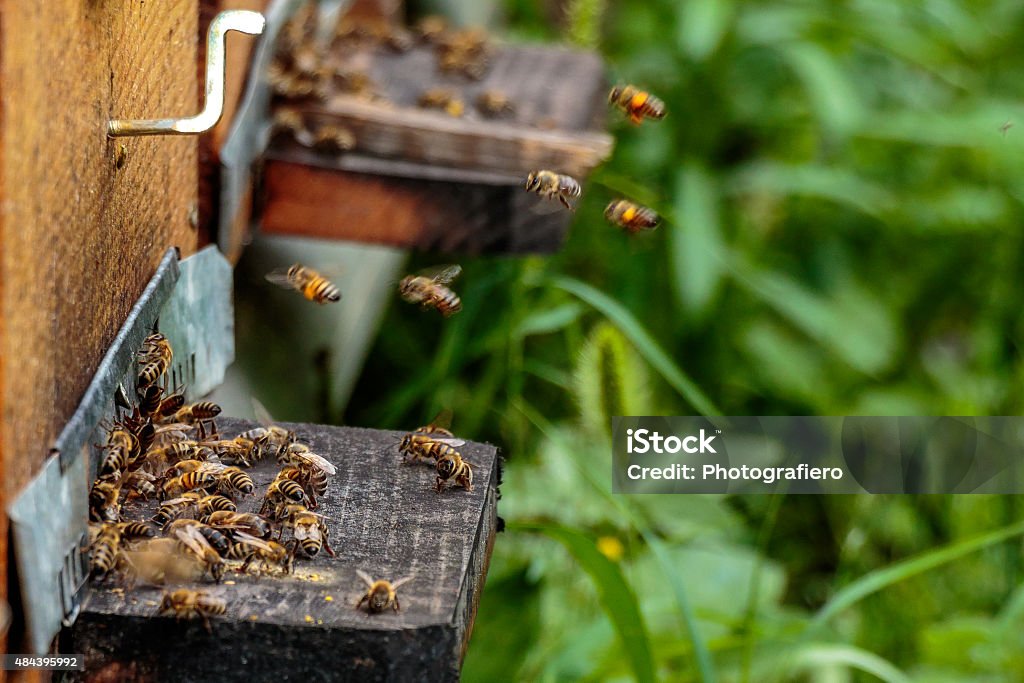 Hives in an apiary with bees flying on landing boards Hives in an apiary with bees flying to the landing boards in a green garden 2015 Stock Photo