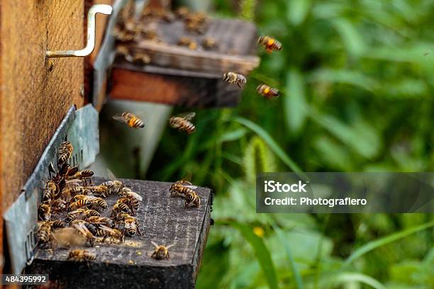 Hives In An Apiary With Bees Flying On Landing Boards Stock Photo - Download Image Now