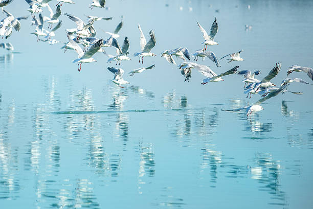 istock Flock of seagulls flying over lake 484396186