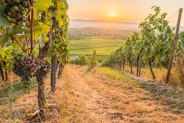istock Wine grapes in a vineyard in the sunrise 484396196