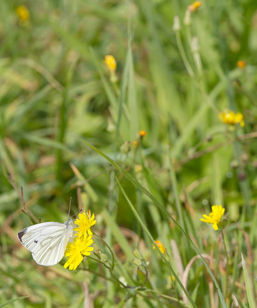 istock Green-veined White Butterfly (Pieris napi) 484396336