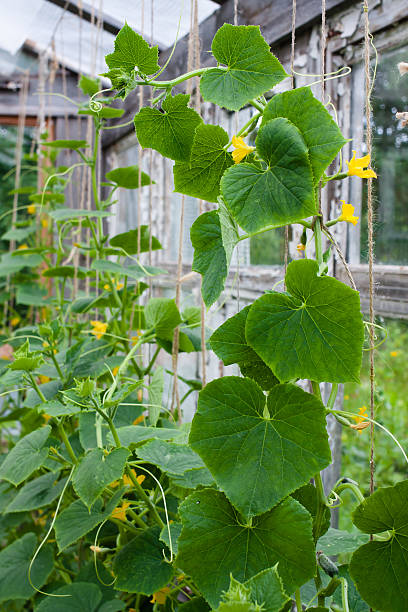 istock cucumbers growing in a greenhouse 484396434