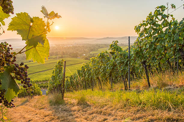 istock Vineyard with vine leafs and wine grapes 484396504
