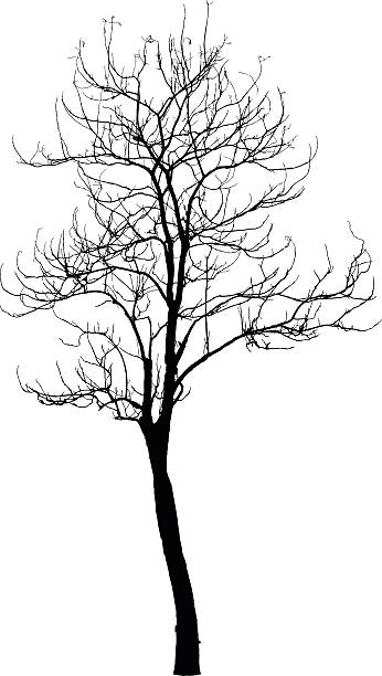 Dead Tree without Leaves : Vector vector art illustration