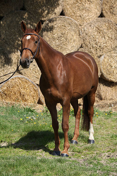 istock Nice brown horse with white star on head 484397506