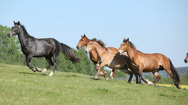 istock Very various barch of horses running on pasturage 484397516