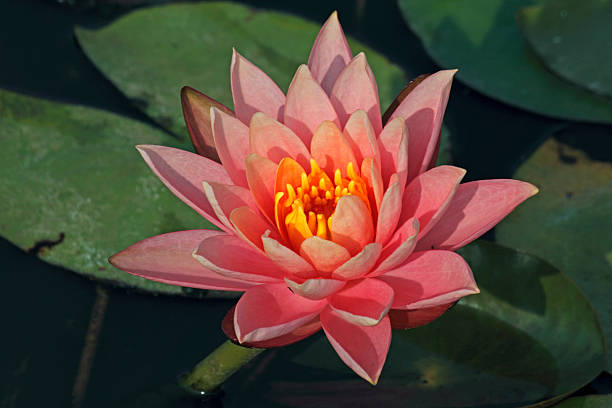 Pink Water Lily, Pink Lotus, Nymphaea pubescens Pink Water Lily, Pink Lotus, Nymphaea pubescens white lotus stock pictures, royalty-free photos & images