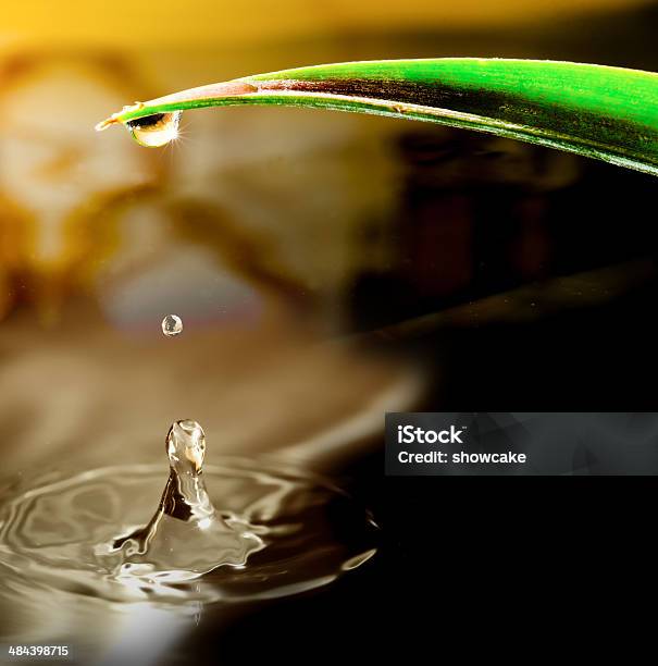 Water Drops Falling Down From Green Leaf Stock Photo - Download Image Now - Abstract, Black Color, Blue