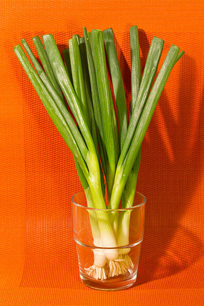 Green Onions In A Glass On Colourful Background