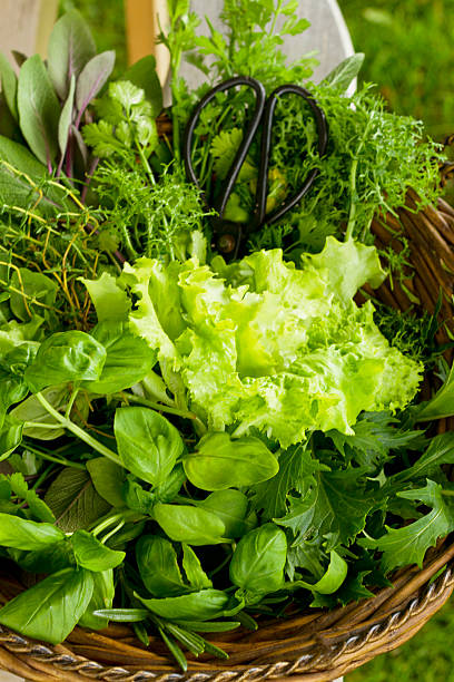 istock Basket of Freshly Cut Salad and Herbs 484399529