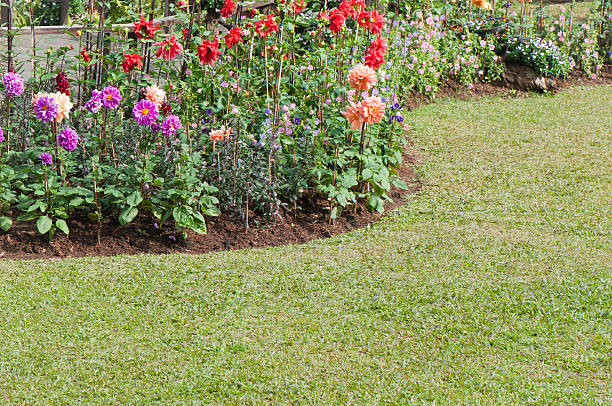 istock Dahlia flower at the garden 484399763