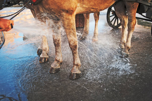 istock Cooling and Cleaning the Horses Summer Time 484400344