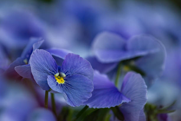 istock Pansies in the garden 484400555