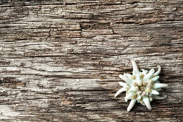 Edelweiss (leontopodium alpinum) on wooden background