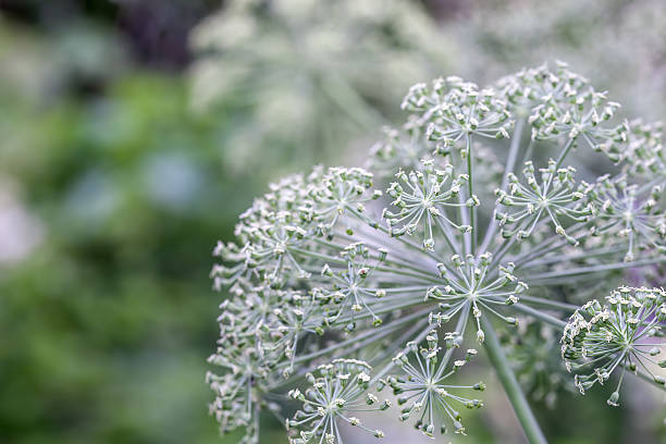 istock background of wild plants 484401919