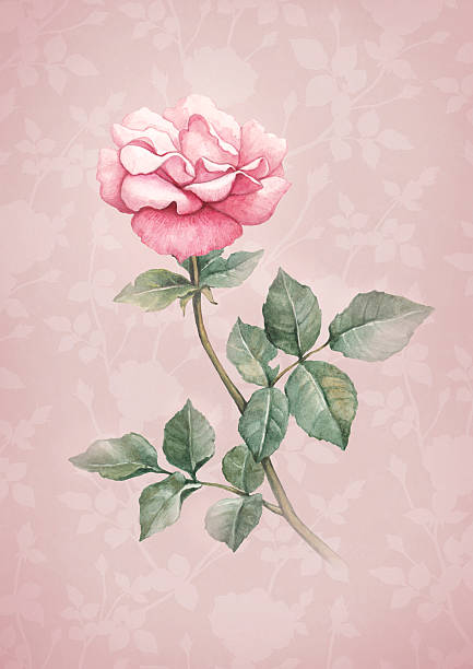 istock Watercolor illustration of rose flower 484402857