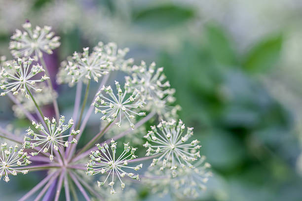 istock background of wild plants 484403005