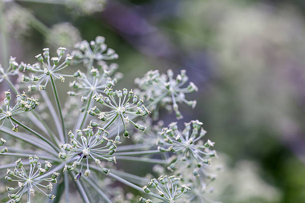 istock background of wild plants 484403281