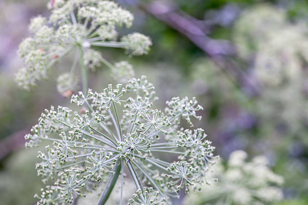 istock background of wild plants 484403283