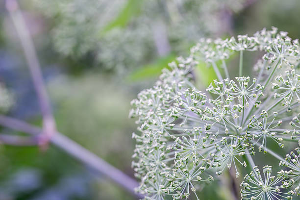 istock background of wild plants 484403285