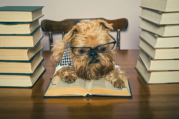 dog homework picture Serious dog reads books Serious dog in glasses and shirt reads books dog ate my homework stock pictures, royalty-free photos & images