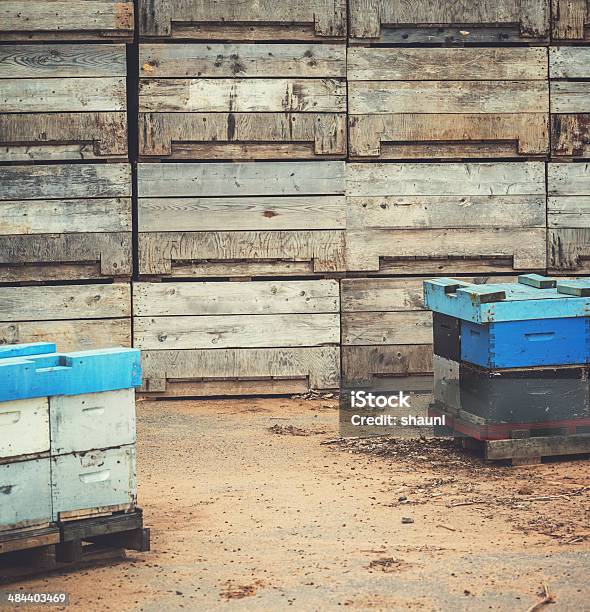 Abeja Cajas En Orchard Foto de stock y más banco de imágenes de Abeja - Abeja, Agricultura, Aire libre